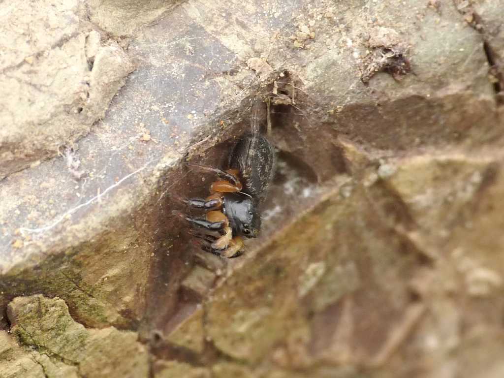 Euophrys sulphurea - Tolfa (RM)